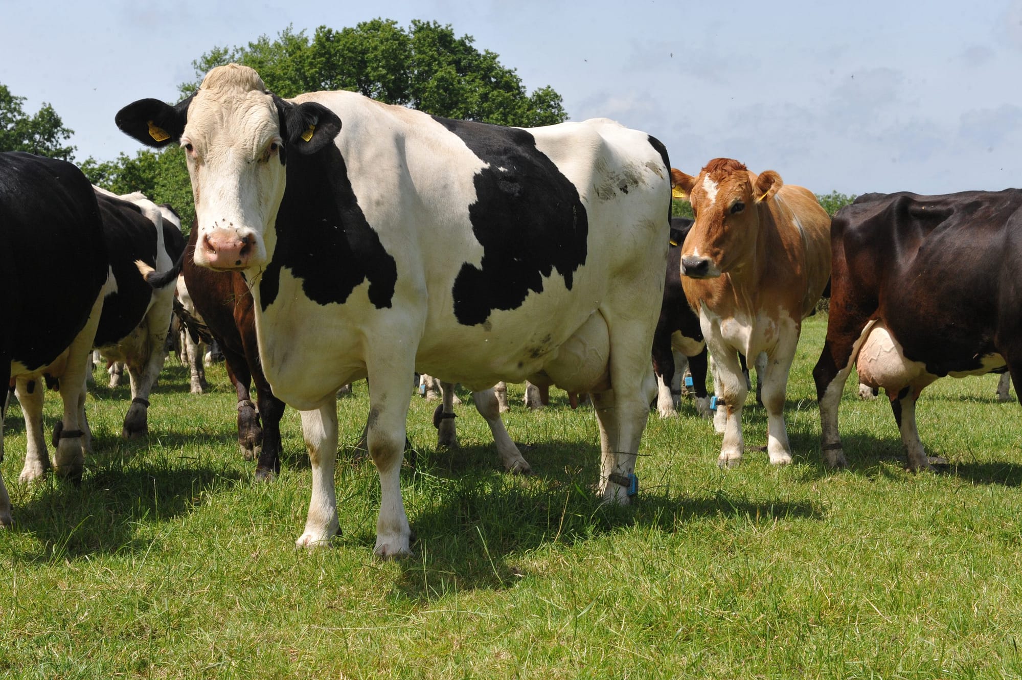 cows with CowAlert leg sensors