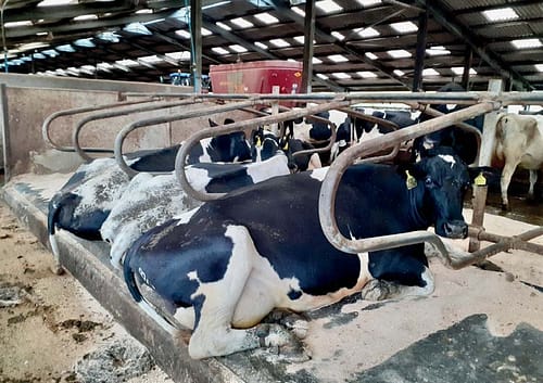 Lying time the true value of dairy cow comfort