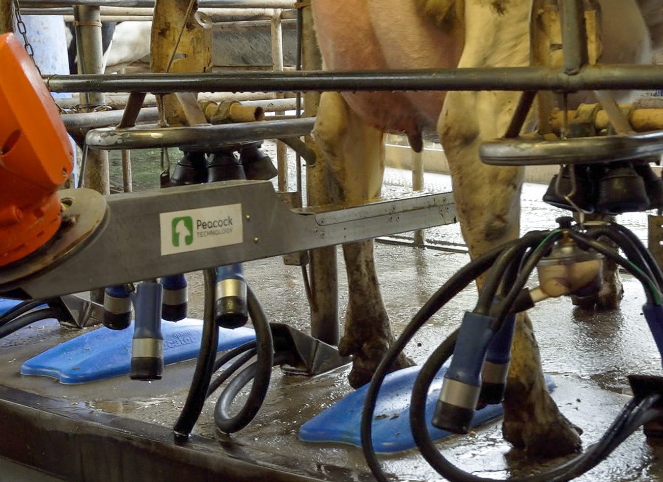 About Us Peacock Technology and CowAlert